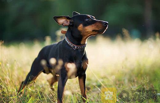 小鹿犬的優點與缺點，你知道多少？